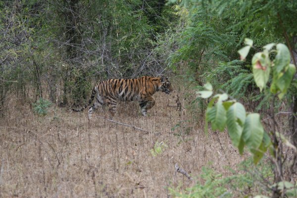bandhavgarh evening tiger 031