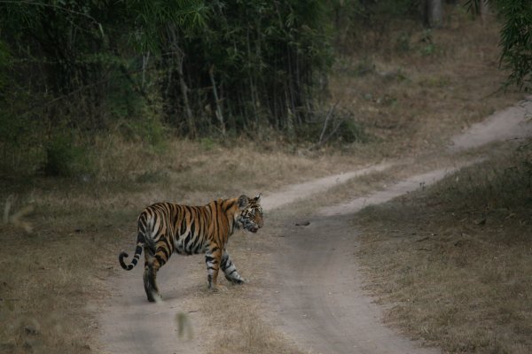 bandhavgarh evening tiger 033