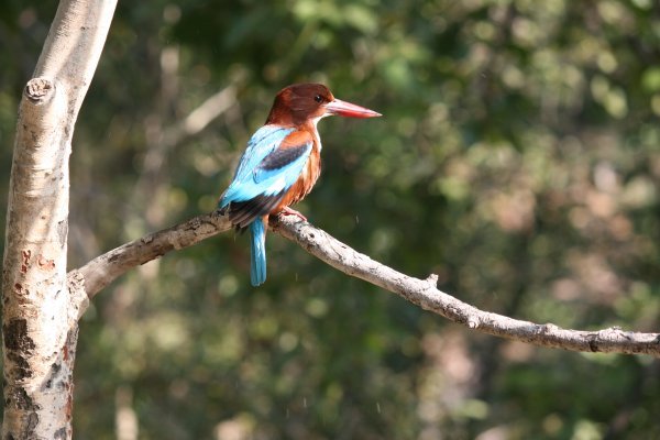 a kingfisher