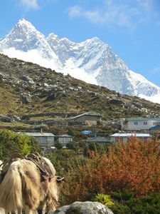 yak-cow with town of Shomare in background