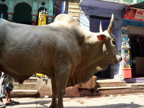 BIG bull | Photo