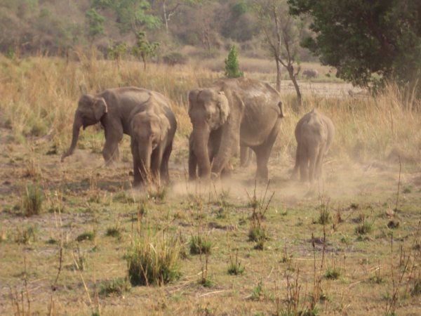 wild elephants3