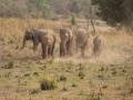 wild elephants3