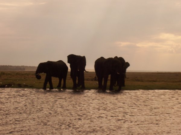 Elephants taking a dip, boat safari, Chobe National Park, Botwana