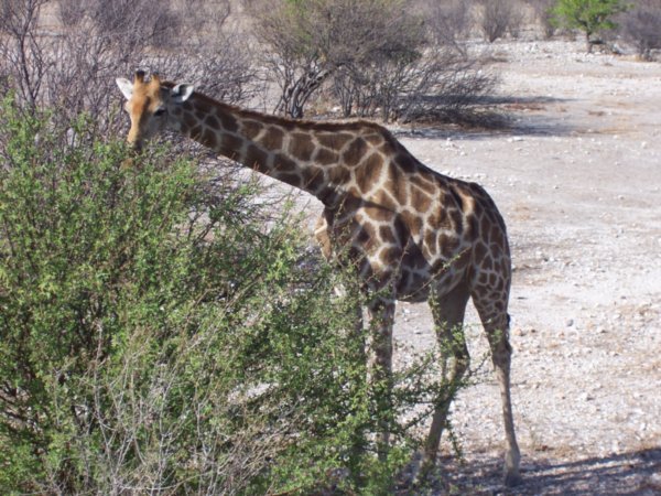 This is a giraffe.