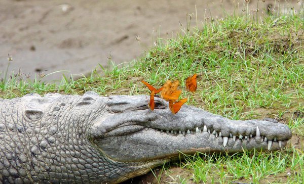 Crocodiles and butterflies... who'd have thought they'd go together?