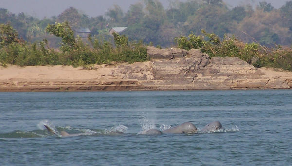 Freshwater dolphins