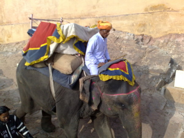 Elephant ride up to Amber Fort