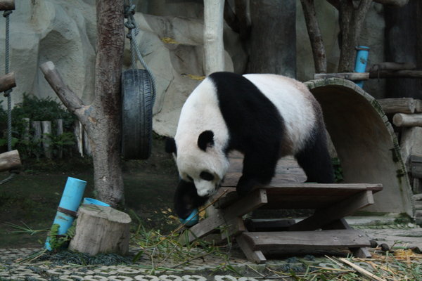 Panda munching bamboo