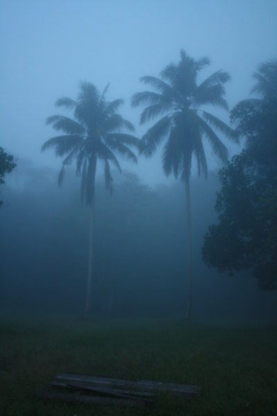 Palm trees in the fog