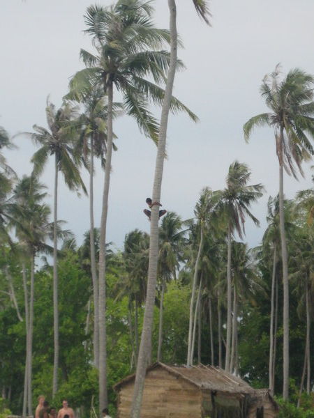 Coconut collecting