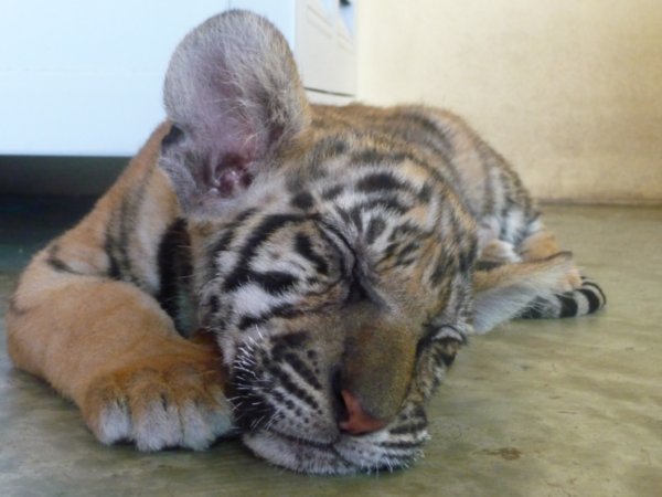 tired tiger