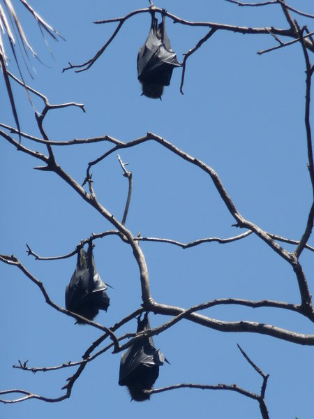 bats in royal botanical gardens