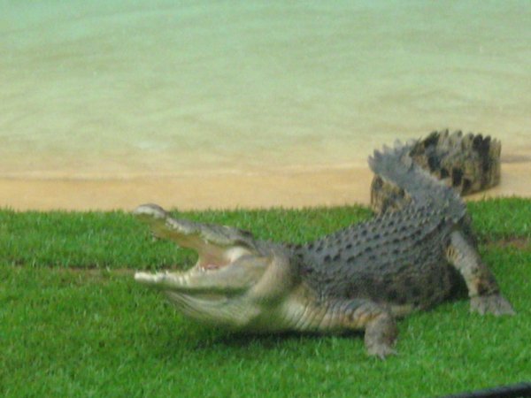 Crikey! look at that croc