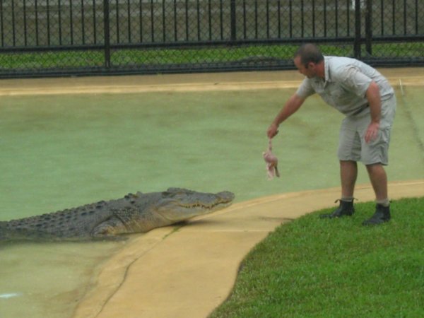 Croc teasing!