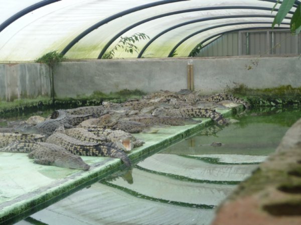 Croc farm