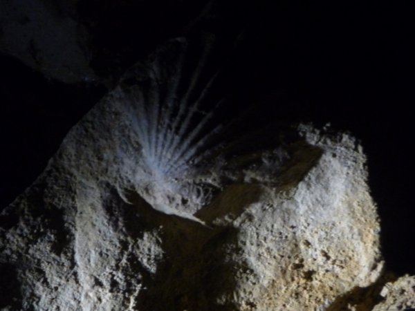 fossils in waitomo caves