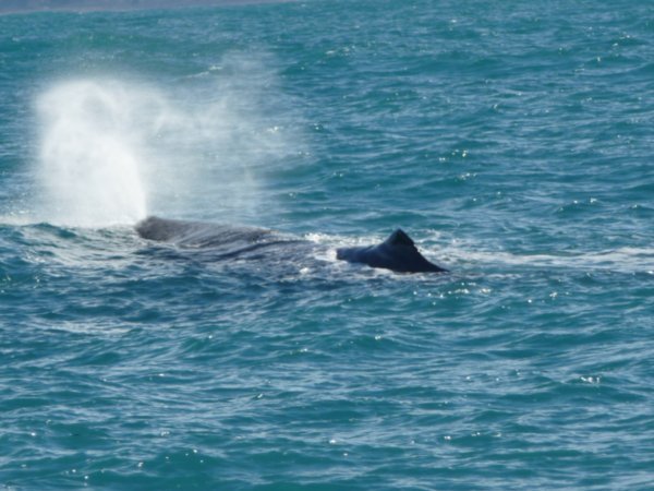 sperm whale!