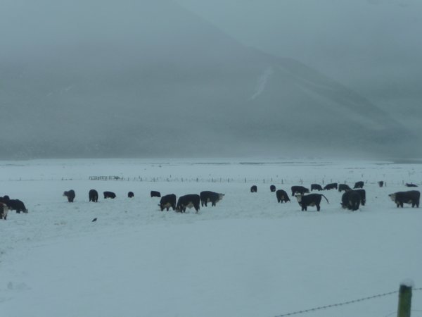 snowy cows