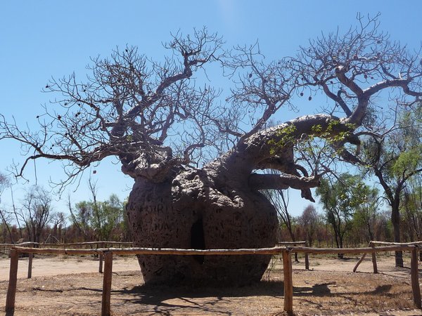 prison boab tree