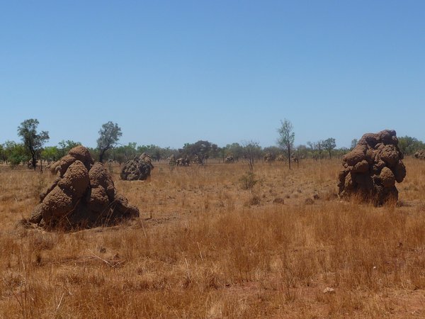 more termite mounds!