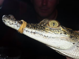 croc in a pub, nothin unusual here...