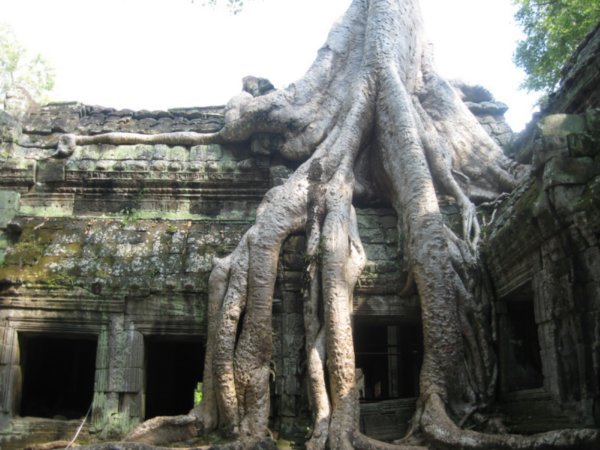 The overgrown Ta Prohm temple (as seen in Tomb Raider)