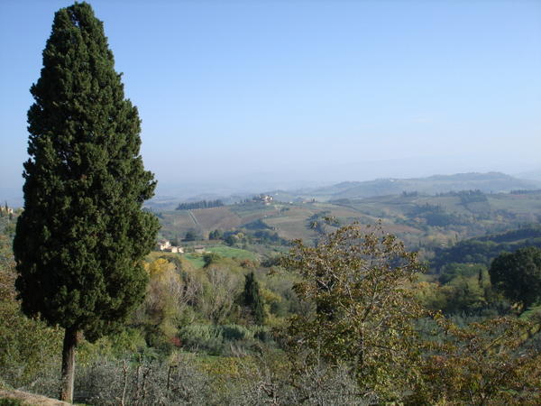 Cypress and Tuscan Countryside
