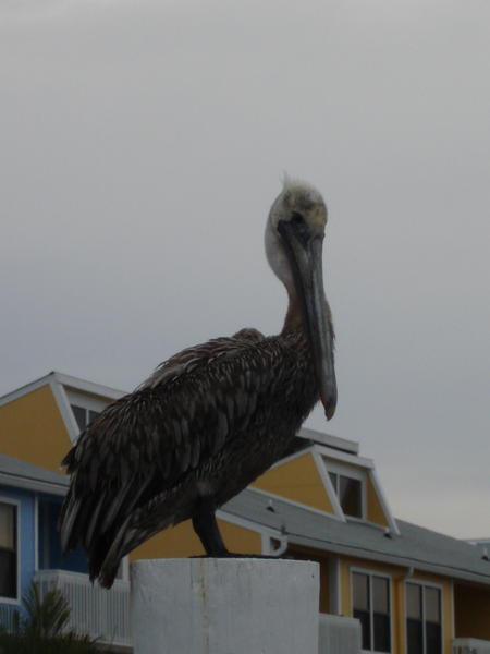 Punta Gorda Pelican
