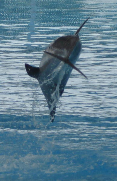 Why They Are Called Flipper
