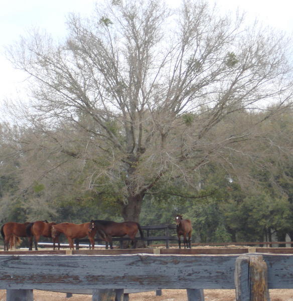 Horses Under a Live Oak Tree at New Episode