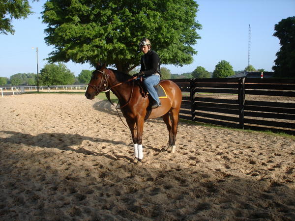 Two Year Old Filly