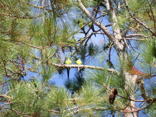 Surprise - a whole flock of migrating wild green parrots at Fort DeSoto 
