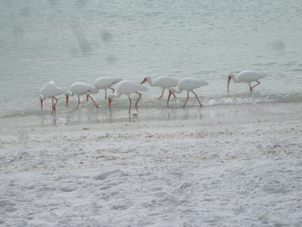 Flock of White Ibis, Tiger Tail Beach, Marco Island