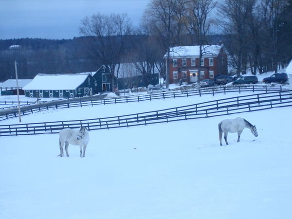 White Horses on the Sledding Hill - McMahon Thoroughreds, Saratoga