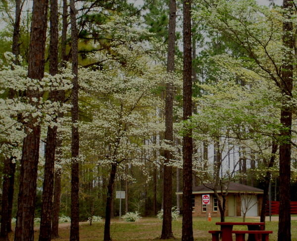 Dogwoods at Rest Stop