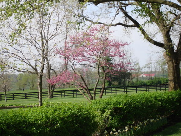 Springtime in Lexington