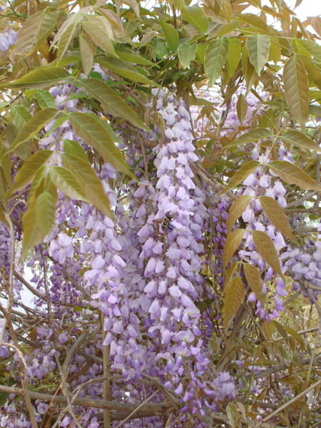 Wisteria and Bumble Bee