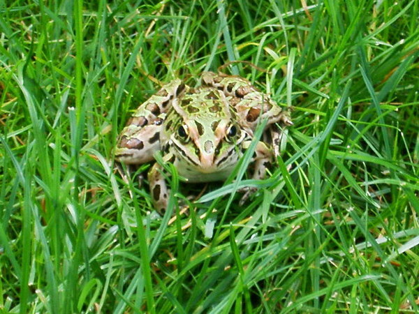 Leopard Frog, Ballston Lake