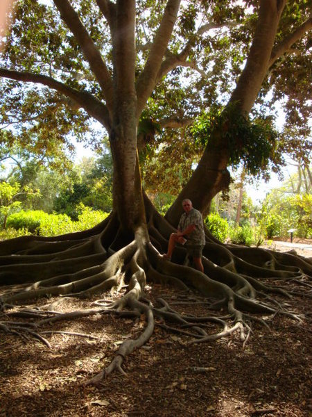 Wes Under the Ficus Tree