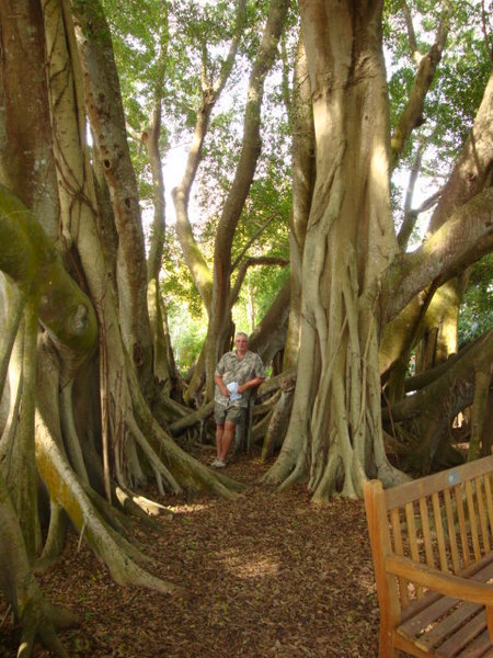 Wes and a Banyan Tree