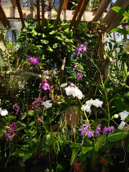 Orchids Galore at Selby Botanical