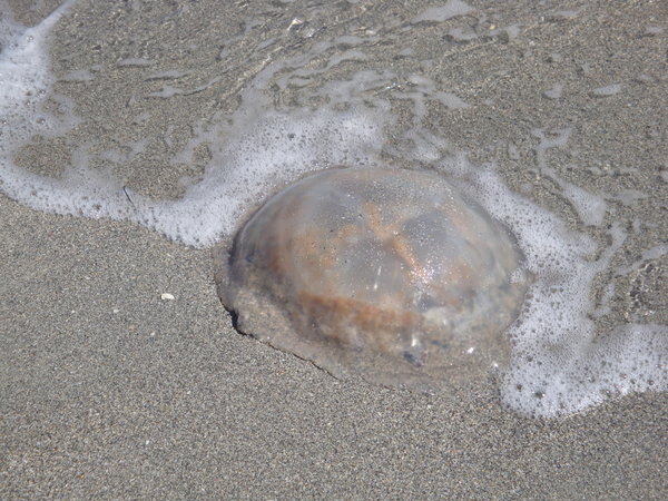 Domed Jelly Fish, Fort De Soto Beach