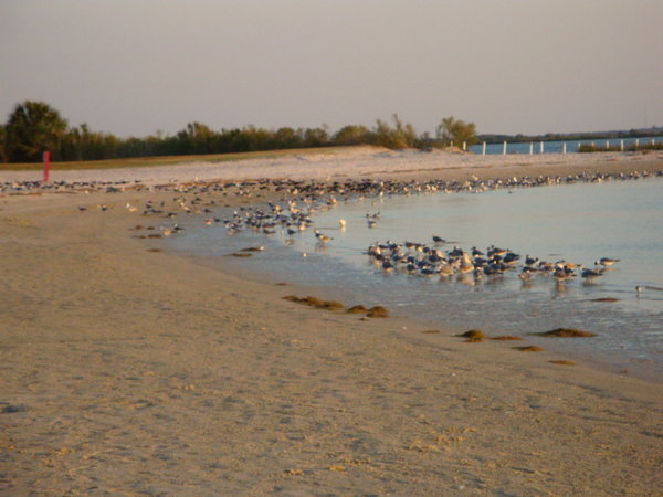Birds Gulf Beach Crystal River