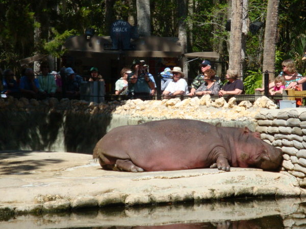 Lu, the Hippo, 