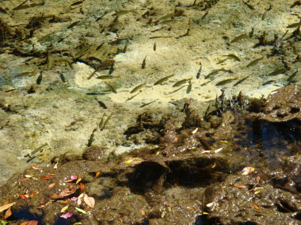 Crystal Clear Water, Fish and Mud Pots