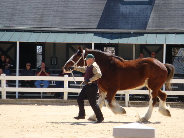 Clydesdale and Handler