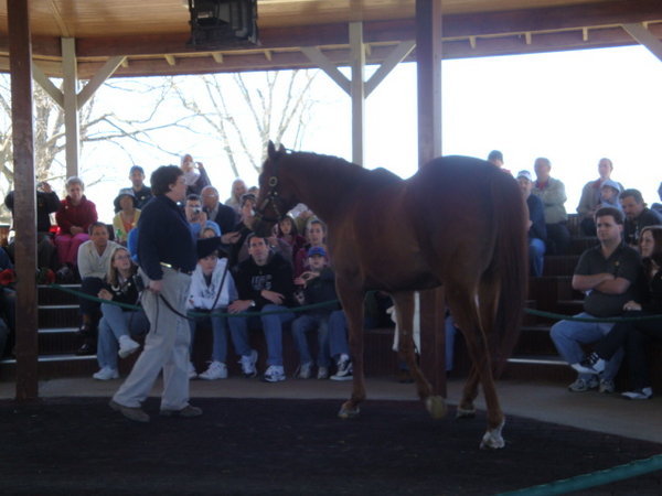 Funny Cide in the Ring of Champions