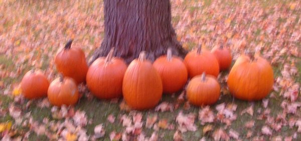 Ten Pumpkins on Fitch Road Saratoga 