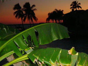 Pine Island Sunset